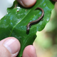 Thorius papaloae, a species from a montane cloud forest of northern Oaxaca, was described in 2001.